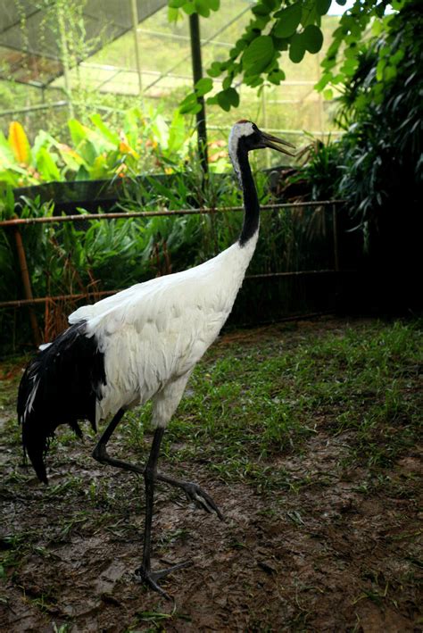 Taipei Zoo Zoo News Say Hello To The Red Crowned Crane Big At