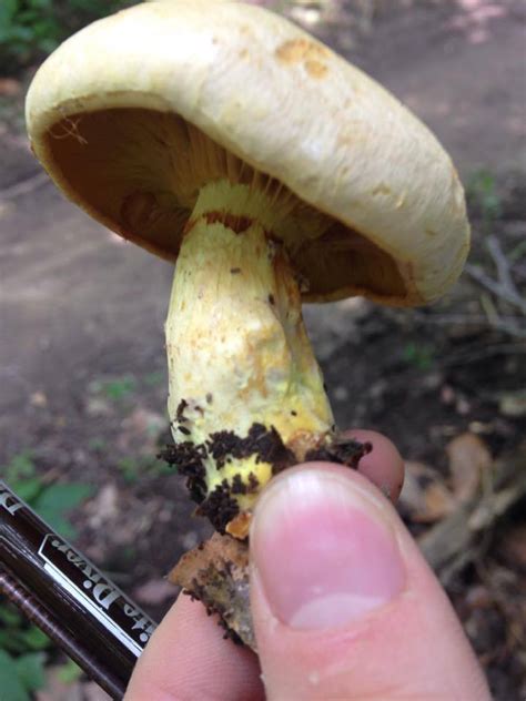 Gymnopilus Luteus Mushroom Hunting And Identification