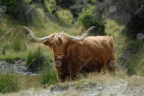 Scottish Highland Cattle Beast Stock Photo Image Of Pond Trees 8373884