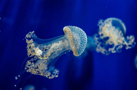 Wallpaper Blue Underwater Coral Jellyfish Reef Macro Photography