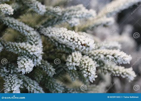 Frost And Ice Crystals On Fir Tree Branches Stock Image Image Of Cold