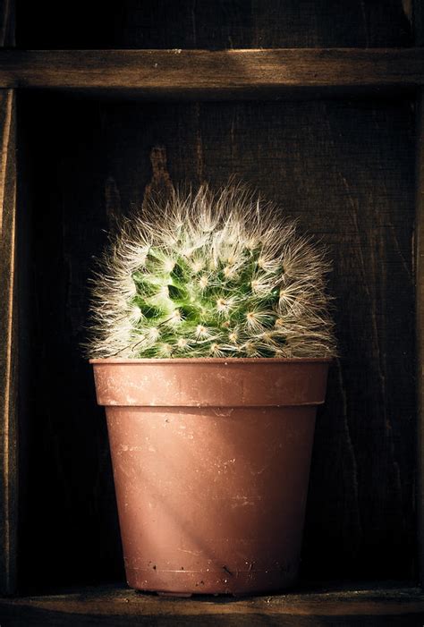Cactus Photography Photograph By Modern Abstract