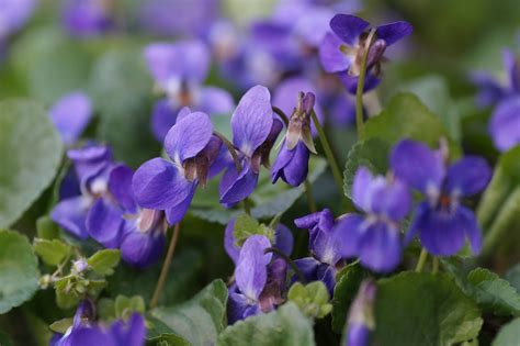 Plant Profiles Wild Violet The House Of Twigs