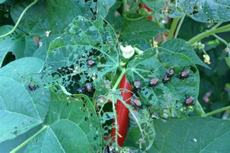 There's no doubt about it: 6 DIY Eco-Friendly Pest Control Tips | EarthTalk.org