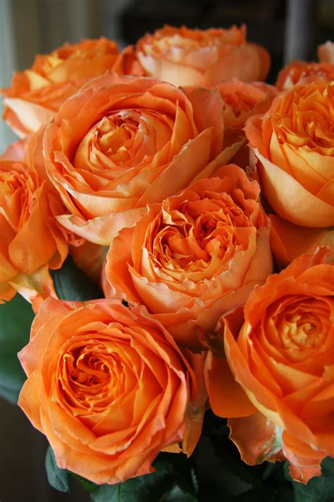 Our menagerie bare root rose collection is perfect for the rose aficionado and novice gardener alike. Pin on flowers in orange (selected by trémolo)