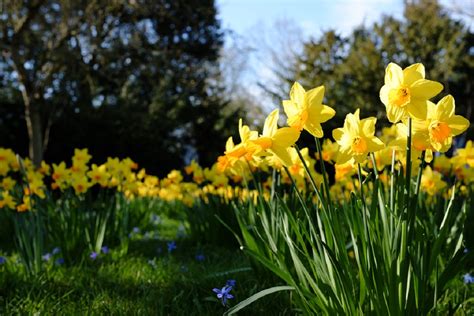 Daffodil day 2019 image, picture wishes, quotes & greetings available in this content. Daffodil Day - Daffodil Day Photo (37474578) - Fanpop