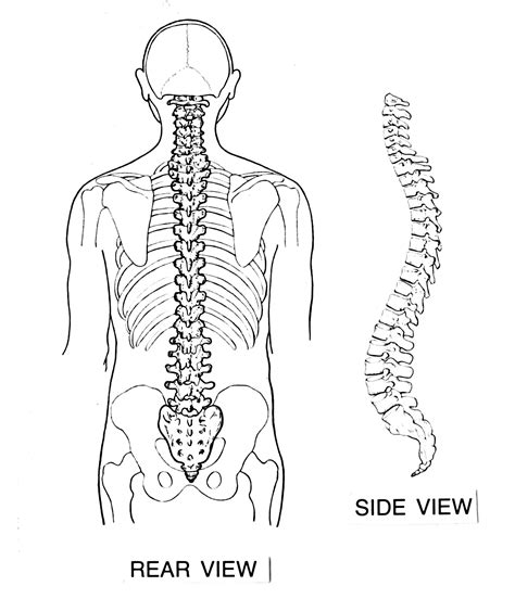There also are bands of fibrous connective tissue—the ligaments and a diagram of the human skeleton showing bone and cartilage. File:Backbone (PSF).png - Wikimedia Commons