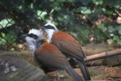 Zoo Knoxville White Crested Laughingthrush Zoochat
