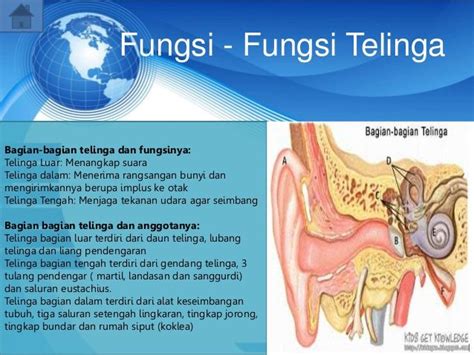 Fungsi - Fungsi Telinga Bagian-bagian telinga dan fungsinya: Telinga