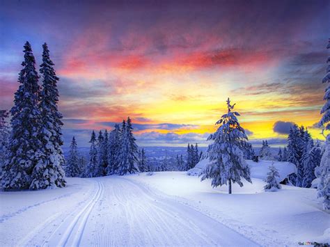 Sunset In The Forest In Winter Day 2k Wallpaper Download