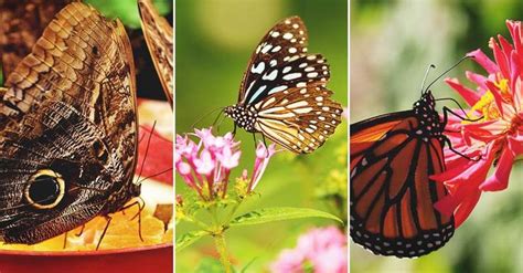 Just like with bees, if you want to attract butterflies, there are certain flowers that are guaranteed to have them fluttering about your beds. What Do Butterflies Eat and How Can You Attract Them to ...
