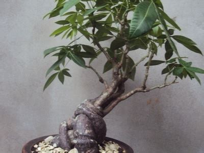 Repotting a money tree bonsai / how to repot a money tree aka pachira aquatica : Pachira glabra | Bonsai Nut