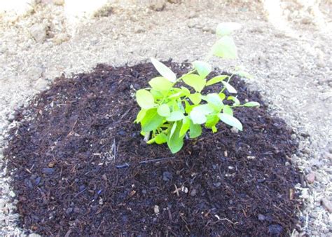 Berries to feed the birds! The Ambitious Seed: Planting A Blueberry Bush From Wholefoods