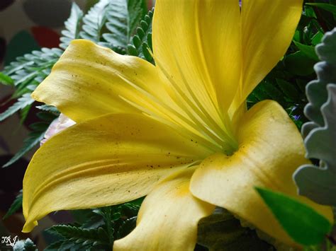 Yellow Lily Picture Taken By Trj Yellow Lily Plants Flowers