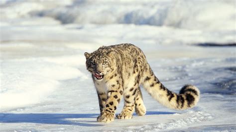 Project Yields Rare Footage Of Snow Leopards Cgtn