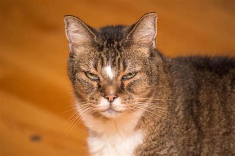 Grumpy Old Cat Glaring At Camera Stock Photo Image Of Cranky Angry