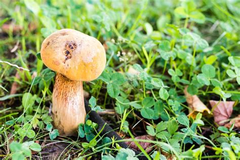 Beautiful Mushroom In Green Grass In Forest Stock Image Image Of