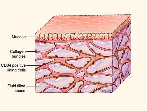Human Body Skin And Muscles