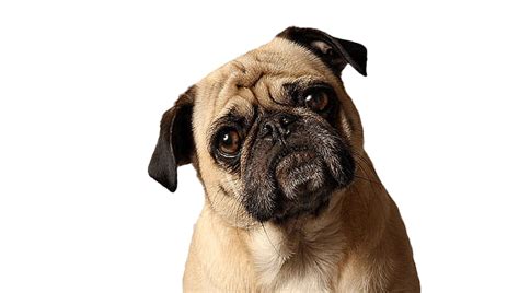 Pug Png Pic Png All Png All