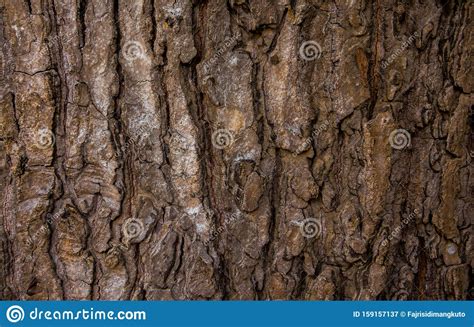 The Texture Of Rough Old Tree Bark Stock Image Image Of Artistic