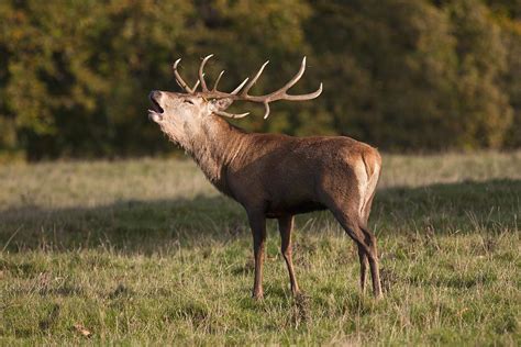 A Male Deer Cervidae Calling North Photograph By John Short Fine Art