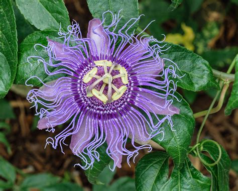 Passiflora Incarnata Maypop This Species Of The Passionflower Is