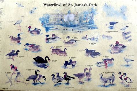St Jamess Park Birds You Might See Picture Of St Jamess Park