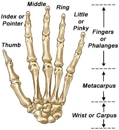 Complete with color map and bump map. Hand Bones - Top View | Robot hand, Hand bone, Topology