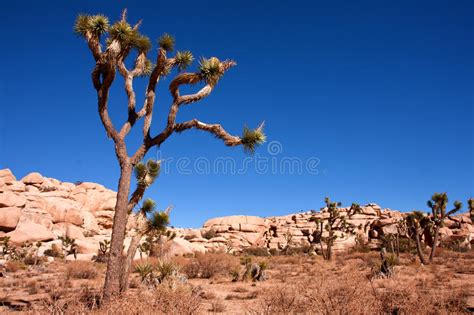 Joshua Tree Stock Photo Image Of Postcard Desert Holiday 29396018