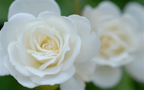 We did not find results for: White Roses HD Wallpapers | Free White Roses HD Wallpapers ...