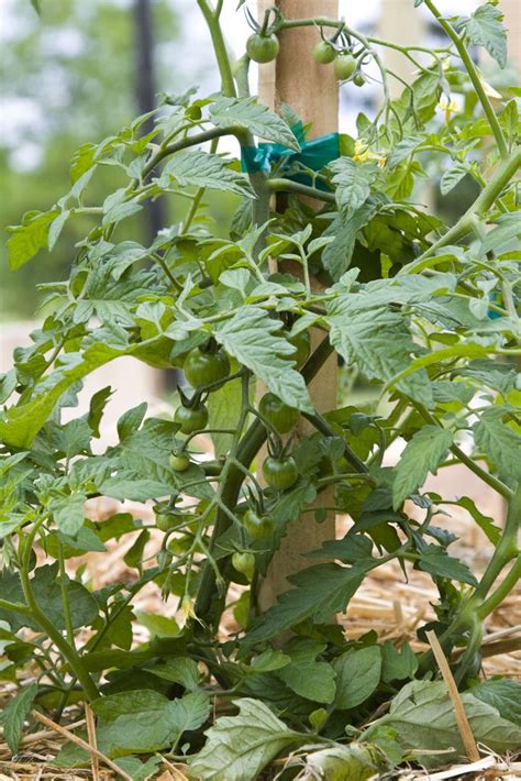 5 Ways Of Supporting Your Tomato Plants Kitchen Gardeners
