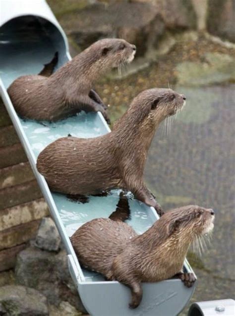 Épinglé Par Felix Hernandez Sur Otters Animaux Les Plus Mignons