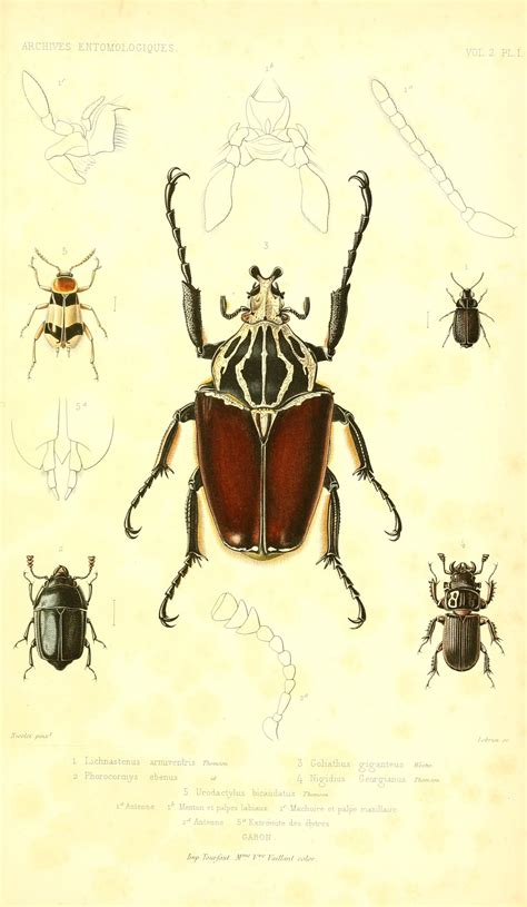 T2 1858 Archives Entomologiques Ou Recueil Contenant Des