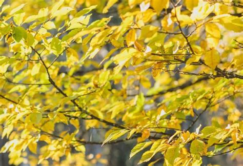 14 Trees With Brilliant Yellow Fall Leaves