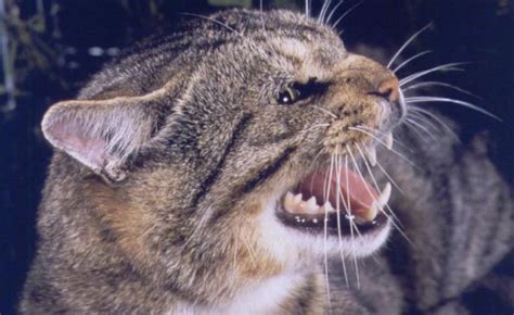 Feral Cats A Killer Of Wa Icons The West Australian