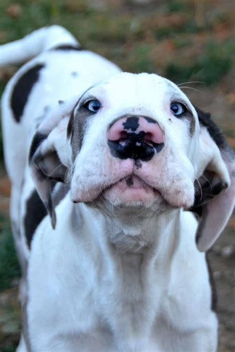 How many people does it take to deliver a large litter of cute great dane puppies? Ethel, a Service Dog from Service Dog Project, Ipswich, MA ...