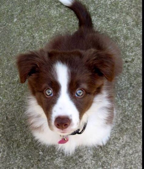 Red Border Collie Red Border Collie Cute Dogs Breeds Collie Dog