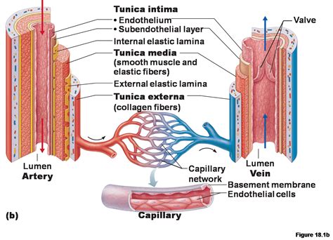 Does not cover the pathology content. Artery and Vein DIAGRAM | Blood vessels anatomy, Blood ...