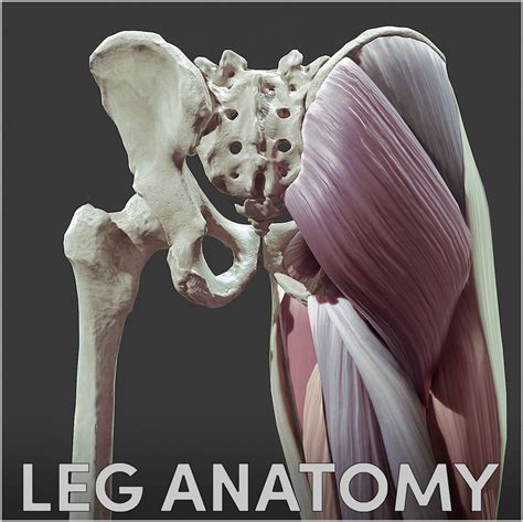 Leg Anatomy Jekabs Jaunarajs On Artstation At Https Artstation Com Artwork V Ww D Human