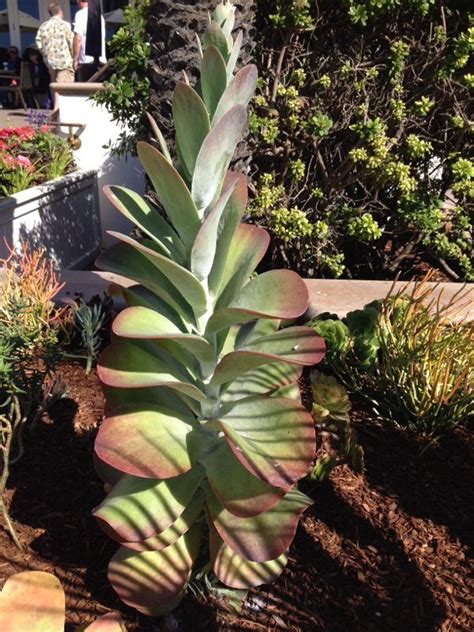You're sure to find the perfect succulent! Flapjack Paddle Plant (kalanchoe luciae): Your plant is a ...