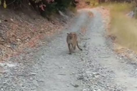 Video Shows Hiker S Terrifying Encounter With Cougar Stalking Him On Trail