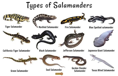 Salamander Facts Habitat Life Cycle Diet And Pictures Salamander Tiger Salamander