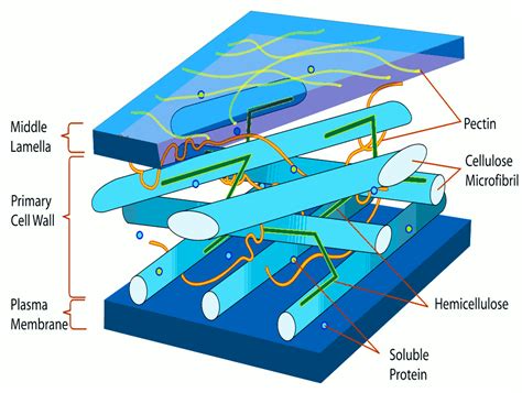 Cellulose fibers group together to form bundles called microfibrils. The Cell Wall - Organelles Incorporated