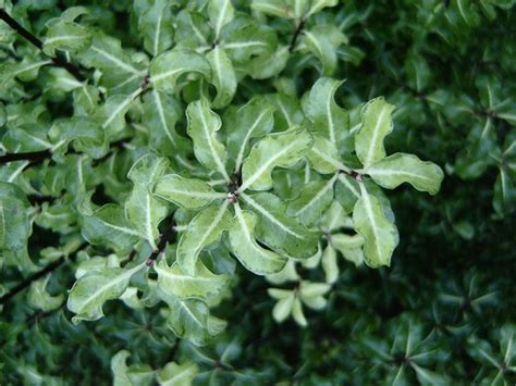Pittosporum Arundel Green Foliage Probably Hybrid Of P Flickr