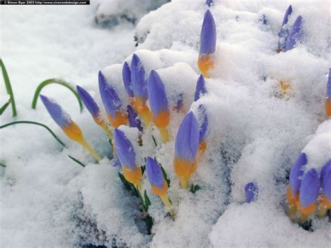 9 Best Snow Flowers Images On Pinterest Winter Beautiful Flowers And