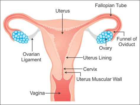 Do we show them (those functions) on those diagrams? draw a well labelled diagram of female reproductive system ...