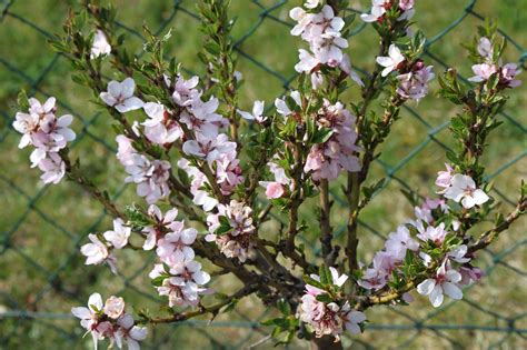One of the healthiest and tastiest of the nuts, almonds are actually close relatives of peaches. Dwarf Flowering Almond Bush Has Giant Impact in Spring