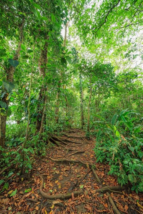 Path In Lush Rainy Rainforest Stock Photo Image Of Greenery Park