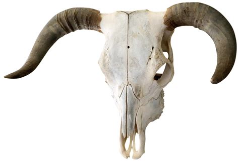 Authentic Horned Bull Skull Chairish
