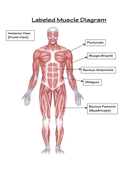 There are around 650 skeletal muscles within the typical human body. Labeled Body Muscle Diagram Simple Labeled Muscle Diagram ...